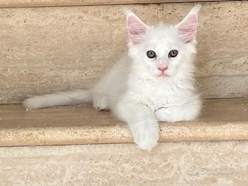Maincoon