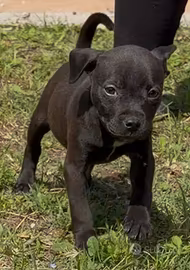 Cuccioli di Pitbull