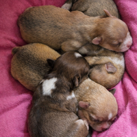 Cuccioli chihuahua