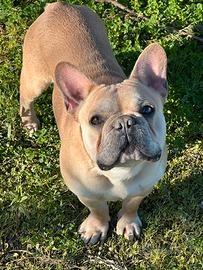 Bulldog francese per monta
