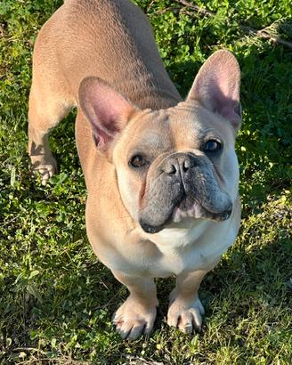 Bulldog francese per monta