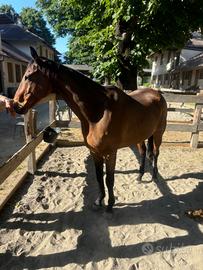 Cavallo