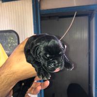 Cuccioli di cane corso