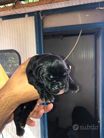 Cuccioli di cane corso