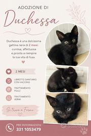 Cucciola di gatto