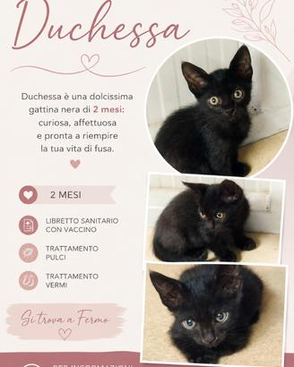 Cucciola di gatto