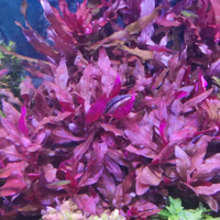 Potature e caridine di T. S