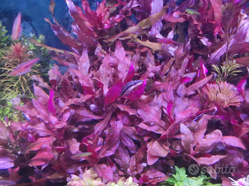 Potature e caridine di T. S