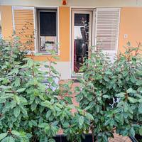 Luminoso appartamento indipendente arredato