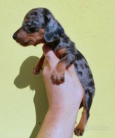 Cuccioli di bassotto arlecchino kaninchen
