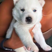 Cuccioli husky pedigree