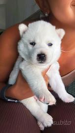 Cuccioli husky pedigree