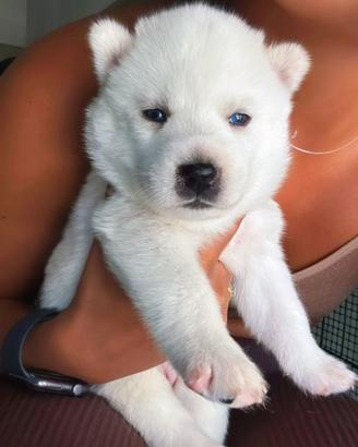 Cuccioli husky pedigree