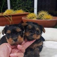 Yorkshire toy maschio ultimo