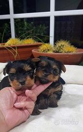 Yorkshire toy maschio ultimo