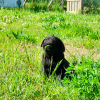 Cuccioli di Labrador neri