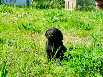 Cuccioli di Labrador neri