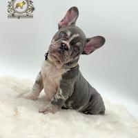 Super maschietto bulldog francese Lilac merle