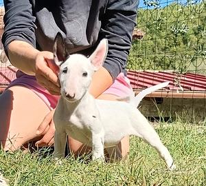 Cuccioli di Bull Terrier Inglese Standard