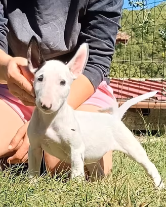 Cuccioli di Bull Terrier Inglese Standard