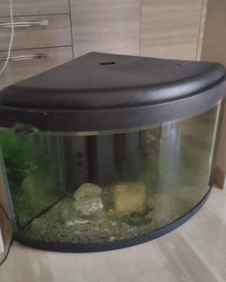 vasca per acquario vetro ricurvo da 200 litri