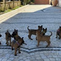 Malinois con pedigree ENCI maschi e femmine