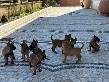 Malinois con pedigree ENCI maschi e femmine