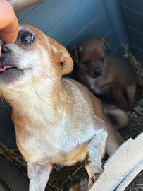 Cuccioli di pinscher