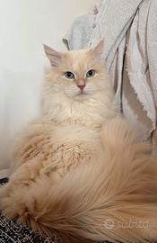 Gatto siberiano disponibile per Monta con Pedigree