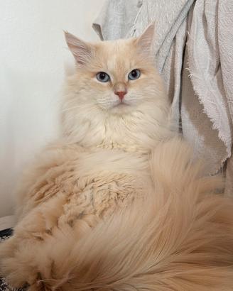 Gatto siberiano disponibile per Monta con Pedigree