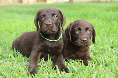 Labrador chocolate