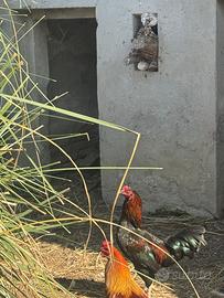 Galli e galline di varie tipologie