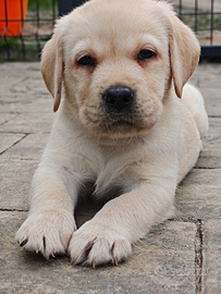 Cuccioli di labrador retriever