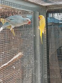 parrocchetti  dal collare