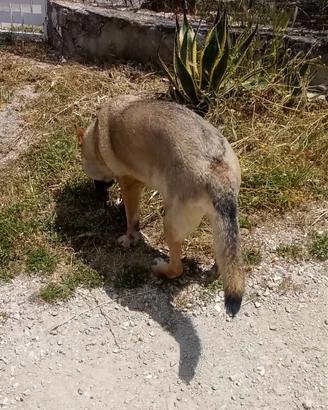 Lupo cecoslovacco