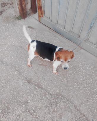 Cane da caccia Beagle Elizabeth