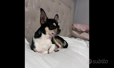 Monta chihuahua