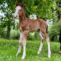Puledro criollo/ Pura razza criolla