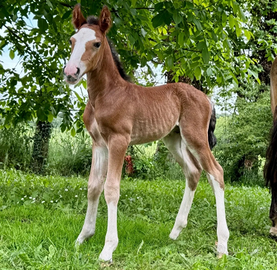 Puledro criollo/ Pura razza criolla