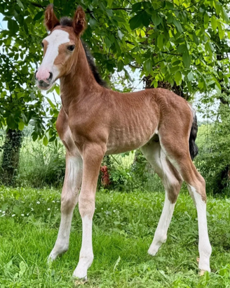 Puledro criollo/ Pura razza criolla