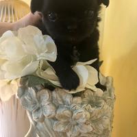 Mini Chihuahua femminuccia