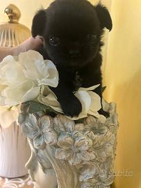 Mini Chihuahua femminuccia