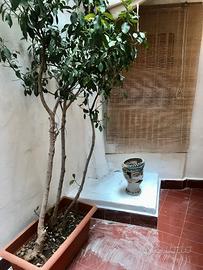 Ampio monovano con giardino