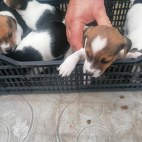 Cuccioli di Jack Russel