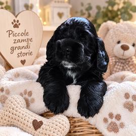 ? Cuccioli di Cocker Spaniel Inglese ?