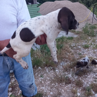 Cuccioli di Bracco Pointer