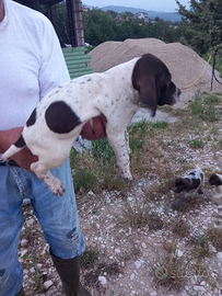 Cuccioli di Bracco Pointer