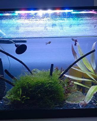acquario 30 litri completo. luce.piante filtro