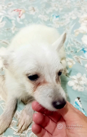 Cucciola di volpino toy