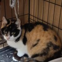 Licia gattina 4 mesi